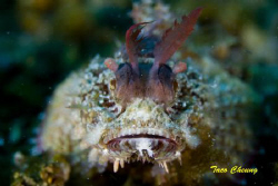 Scorpionfish @ Anilao by Taco Cheung 
